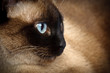 siamese cat closeup siamese cat closeup