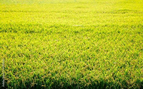 Photo: Cereal rice fields with ripe spikes Cereal rice fields with ripe spikes