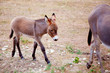 Baby donkey mule with mother Baby donkey mule with mother