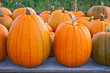 Large pumpkins