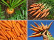 organic carrots collage organic carrots collage