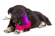 puppy hold flowers