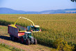corn- harvest