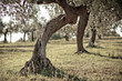 ulivo