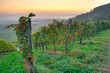 Weinberg am Morgen