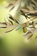 Olives