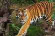 Zoo 69
