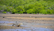 Komodo Dragon (Varanus komodoensis)