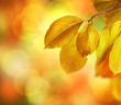 Fall. Autumn Background Fall. Autumn Background
