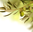 Olive border design Olive border design