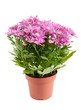 Lilac chrysanthemums in pots, isolated on a white background
