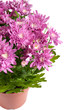 Lilac chrysanthemums in pots, isolated on a white background