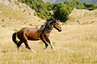 Wild horse Wild horse