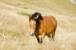 Wild horse Wild horse