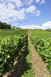 Vignoble