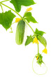 Cucumbers