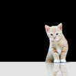 Photo: Verspielte Katze Verspielte Katze