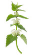 White dead-nettle (Lamium album)