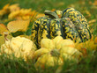 gourds