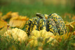 decorative pumpkin