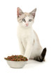 Kitten food