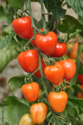 Tomato Cerise