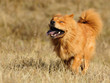 Running dog