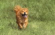 Running dog