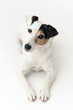 Chien couché sur fond blanc