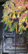 Autumn colors