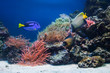 Underwater life, Fish, coral reef