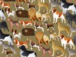 Pedigree Dog Wallpaper Pedigree Dog Wallpaper