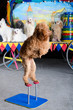 Red poodle standing on his back paws