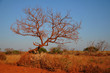Bush australien