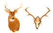 different antlers