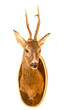 roe deer buck trophy
