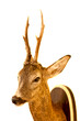 roe deer buck trophy