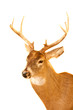 white-tailed deer trophy