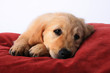 Goldenretriever Goldenretriever