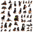 rottweiler toutes positions