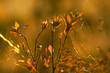 Altweibersommer