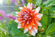 Blume Dahlie