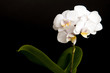 Orchid black backround