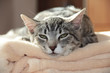 Junger Kater