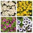 Petunien - Petunia