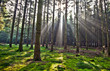 Waldlichtung, HDR