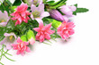 carnation and gentian