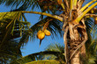 Cocotier et coco sur la plage tropicale Cocotier et coco sur la plage tropicale