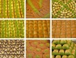 Baklava ve Kadayıf 2