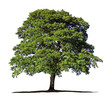 baum grün freigestellt